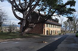 Bâtiment d'un étage avec un toit un tuiles et des volets verts clairs, un arbre (pin) au premier plan.