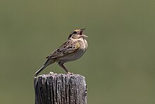 Grasshopper sparrow singing Grasshopper Sparrow Pawnee National Grasslands CO 2018-06-07 11-48-28 (40892675193).jpg