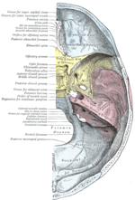 Thumbnail for Sphenopetrosal fissure