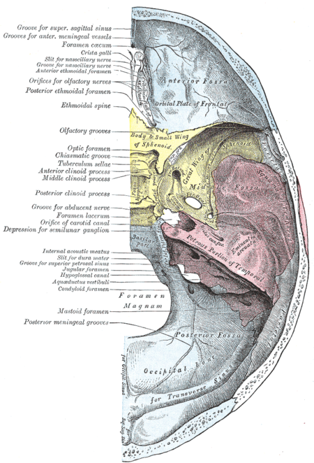 منظر علوي لقاعدة الجمجمة يظهر فيها العظم الوتدي بلون أصفر. تظهر الحفرة النخامية في وسط العظم الوتدي