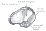 Miniatura para Hueso navicular (tarso)