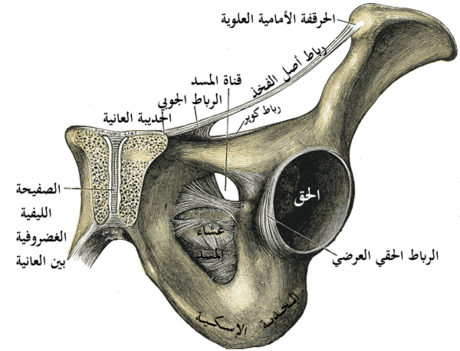 ارتفاق عاني