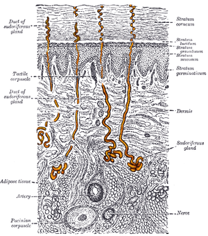 Gray940 - sweat gland.png