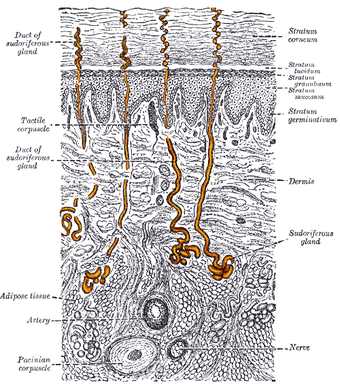 Transverse view of the skin with sweat glands highlighted