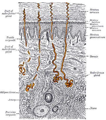 Eccrine sweat gland