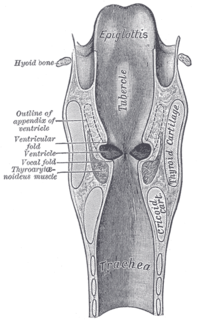 Laryngeal ventricle