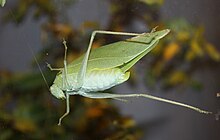 Файл: Green Leaf Katydid 0256.jpg