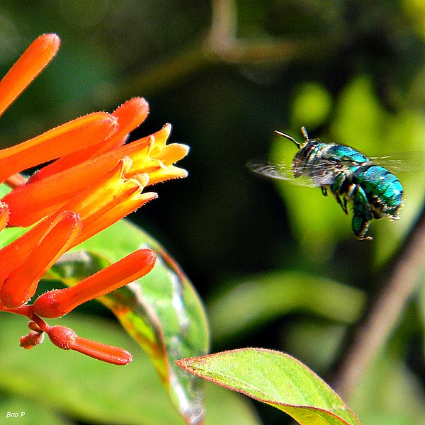 File:Green Orchid Bee (Euglossa dilemma) (7406599274).jpg