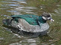 Goose, Green Pygmy Nettapus pulchellus