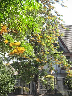 Grevillea krachtig