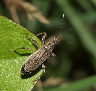 <i>Himacerus major</i> Species of true bug