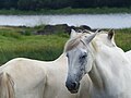 * Nomination Grey horses sleeping near a pond --Tsaag Valren 22:31, 10 August 2017 (UTC) * Decline Insufficient quality. Sorry. Crop not the best and unsharp or JPEG artifacts. --XRay 17:50, 17 August 2017 (UTC)