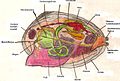 Bauplan der Großen Teichmuschel