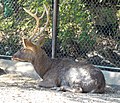 Barasingha (Rucervus duvaucelii), Swamp deer