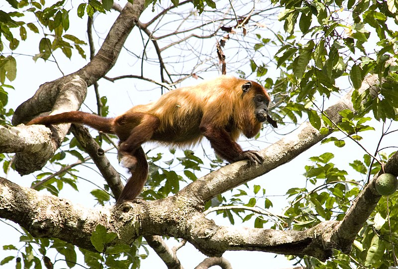 File:Guyanan red howler 1.jpg