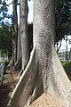 HK CWB 高士威道 Causeway Bay Road 維多利亞公園 Victoria Park tree Sept 2017 IX1 吉貝 Ceiba pentandra trunk 06.jpg