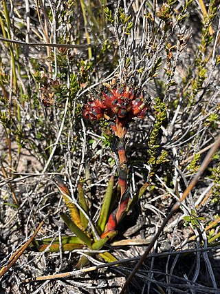 <i>Haemodorum distichophyllum</i> Species of flowering plant