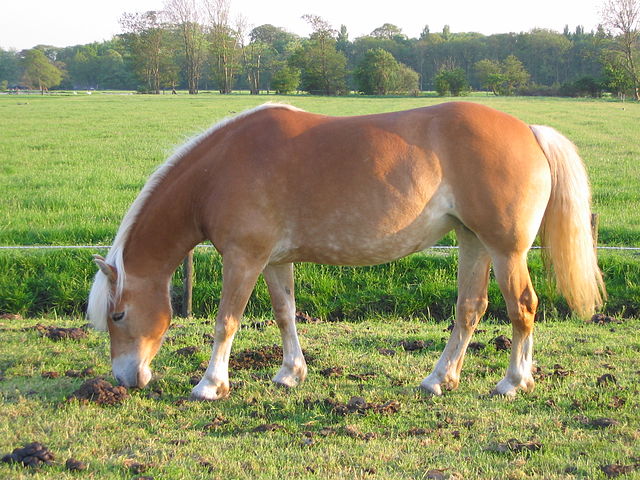Haflinger (paard)