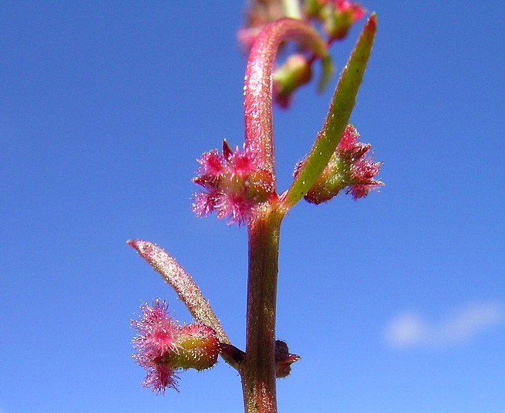 File:Haloragis heterophylla.jpg