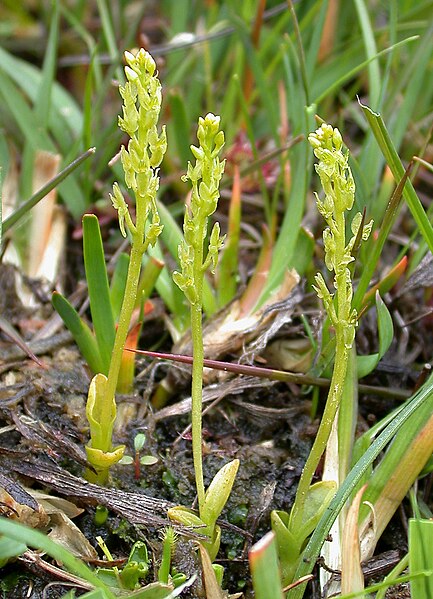 File:Hammarbya paludosa plant (02).jpg