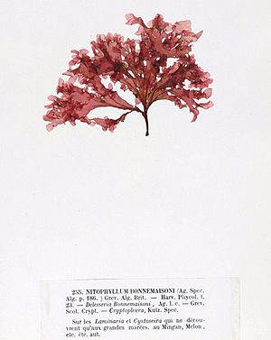 Haraldiophyllum bonnemaisonii