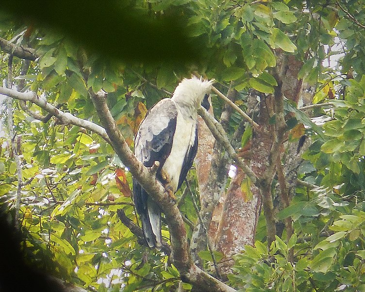 File:Harpia harpyja - Harpy Eagle. (41760126880).jpg