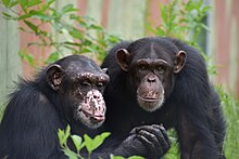 dois chimpanzés no santuário do Projeto Chimps