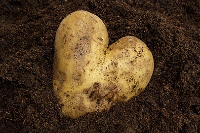 Heart-shaped potato in soil in Tuntorp