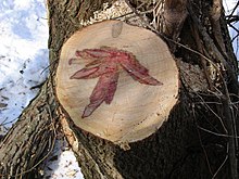 Heartwood of Acer negundo with red stain Heartwood of Acer negundo 001.JPG