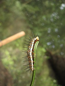 https://upload.wikimedia.org/wikipedia/commons/thumb/8/81/Heliconius_erato_caterpillar2.jpg/220px-Heliconius_erato_caterpillar2.jpg