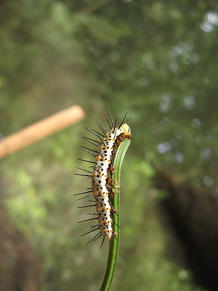 File:Heliconius erato caterpillar2.jpg