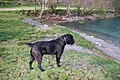 Cane Corso: Origines, Caractère, Description physique