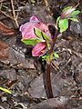 Helleborus orientalis subsp. abchasicus