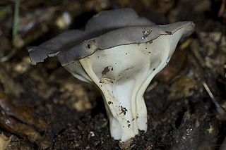 <i>Helvella costifera</i> Species of fungus