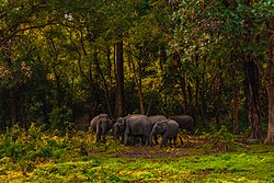Herd of Elephant in Manas.jpg