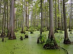 Thumbnail for Heron Pond – Little Black Slough Nature Preserve