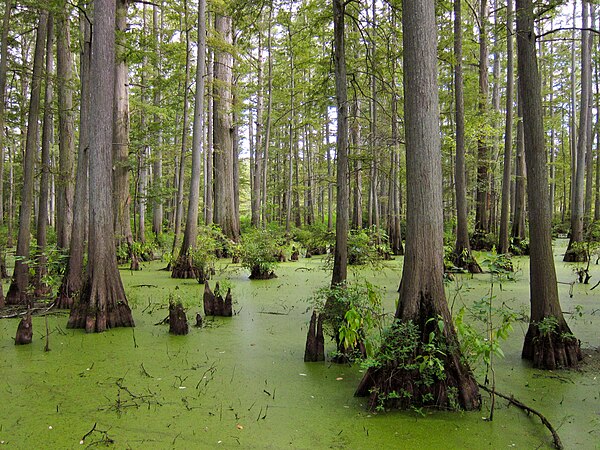 Image: Heron Pond in Cache River State Natural Area