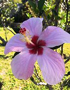 Hibiscus genevei