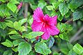 Hibiscus rosa-sinensis (Tierlexikon).jpg