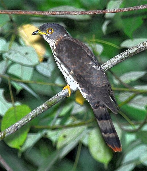 File:Hierococcyx fugax at Bukit Timah, Singapore.jpg