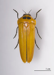 <i>Hiperantha</i> Genus of beetles