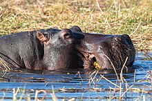 Detail of the head Hipopotamo (Hippopotamus amphibius), parque nacional de Chobe, Botsuana, 2018-07-28, DD 60.jpg