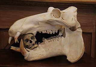 Hippo and human skull