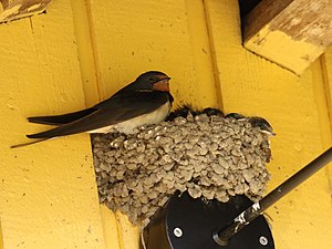 Hirundo rustica (19871924581).jpg