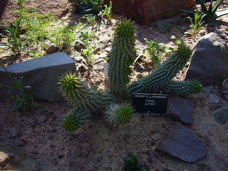 File:Hoodia gordonii 2007-06-02.jpg