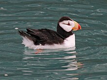 A horned puffin floating on the water's surface Horned Puffin RWD4.jpg