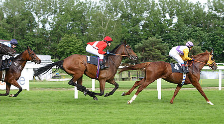 Fail:Horse-racing-3.jpg