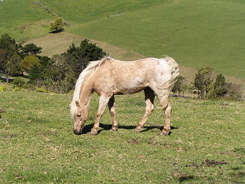 Horse in a field near Kiama NSW