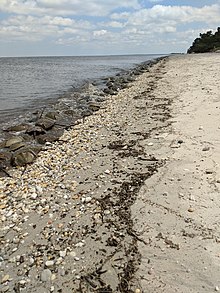 A large number of horseshoe crabs gather on the shore line in Pickering Beach, Delaware.