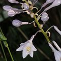 Hosta sieboldiana (květina) .jpg